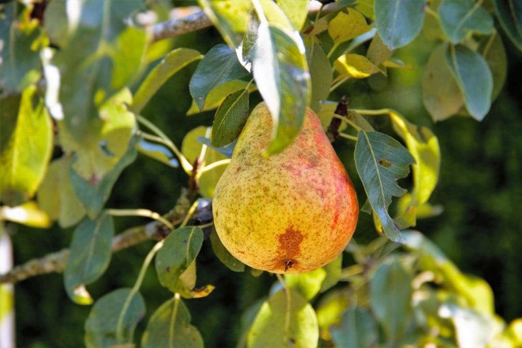 Plaguicida mancozeb utilizado en peras