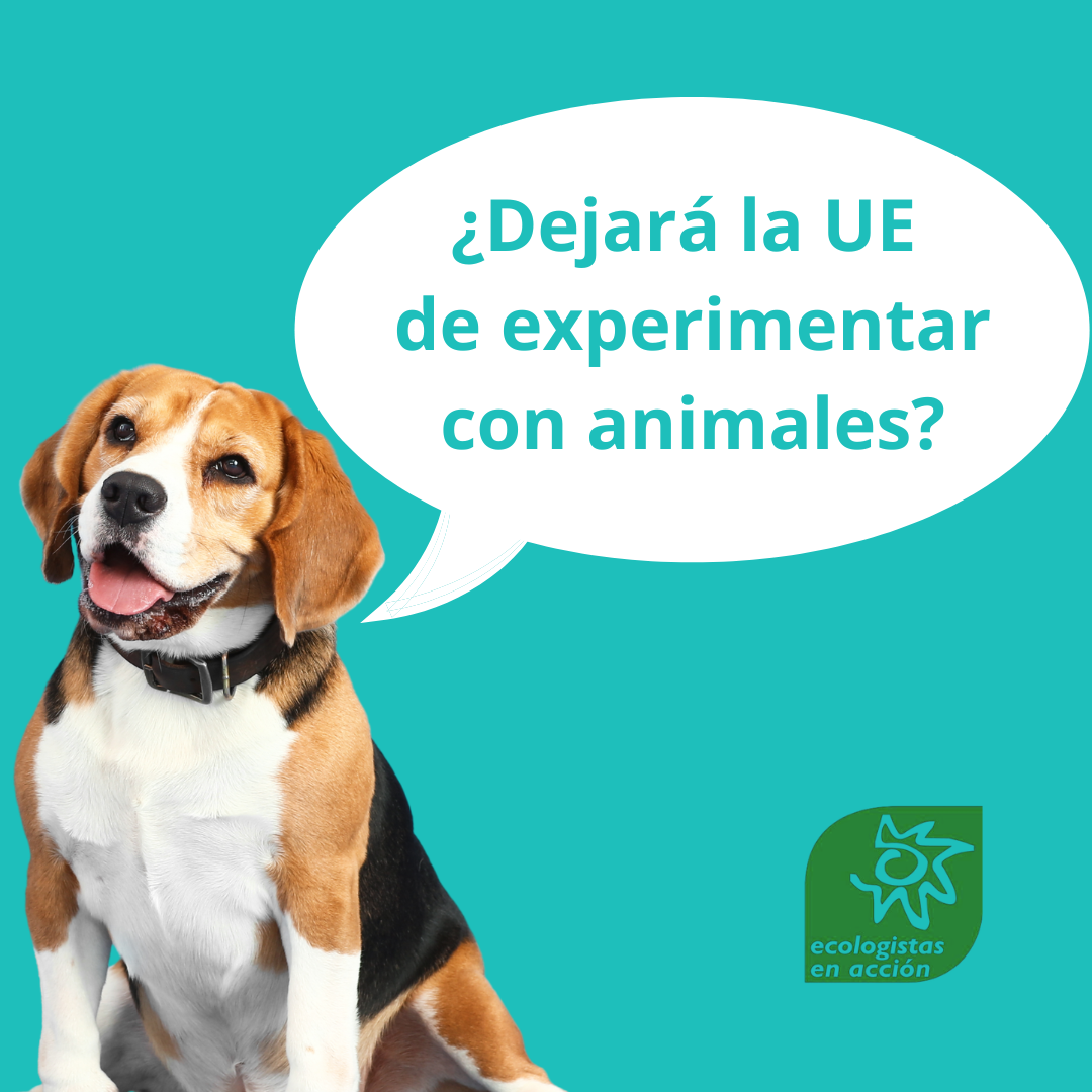 animales